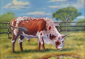 Nguni Bull