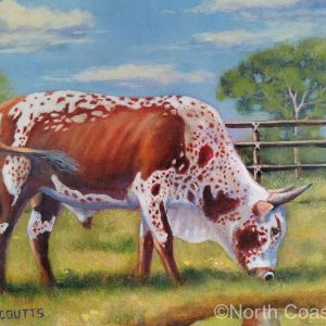 Nguni Bull